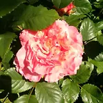Les D'hotes Le Val D'honfleur Bed and breakfast 3*