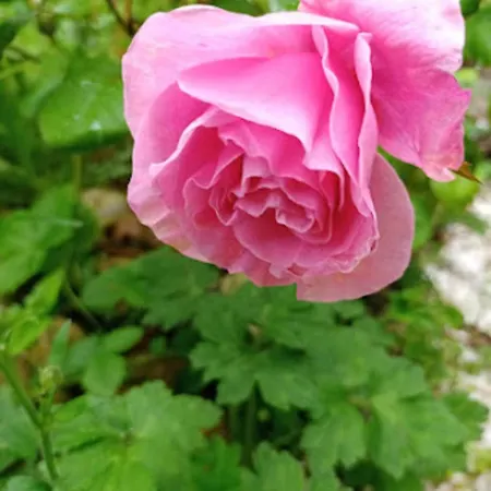 Les D'hotes Le Val D'honfleur Bed & Breakfast Équemauville