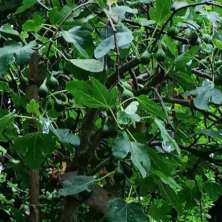 Les D'hotes Le Val D'honfleur Bed & Breakfast 3*