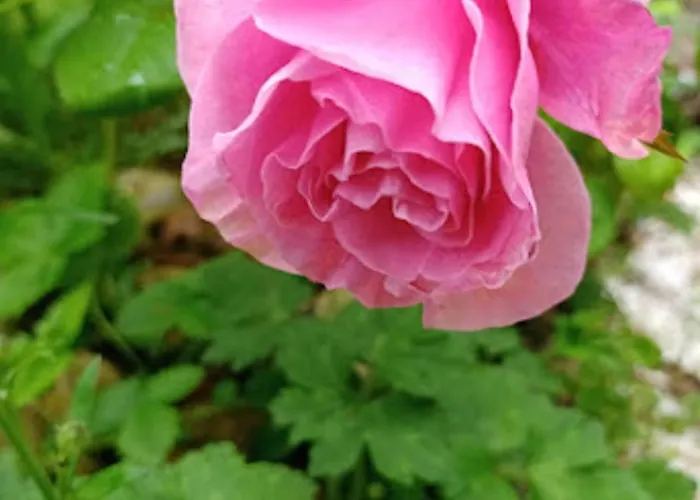 Les D'hotes Le Val D'honfleur Bed & Breakfast Equemauville