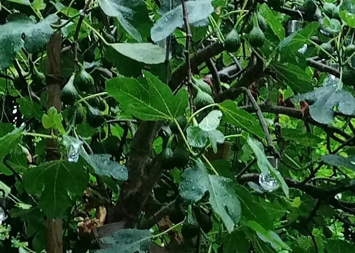 Les D'hotes Le Val D'honfleur Bed & Breakfast 3*